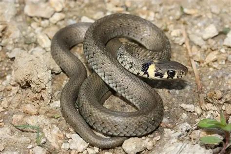 Grass Snake - Facts, Size, Diet, Pictures - All Animal Facts