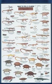 Mac's Field Guides: North American Reptiles — Books