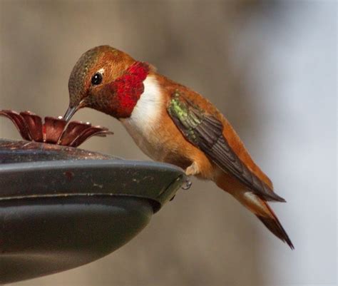 Rufous Hummingbird | San Diego Bird Spot