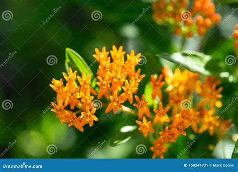 Close Up of the Blooms on an Orange Butterfly Bush Stock Image - Image of landscape, flower ...