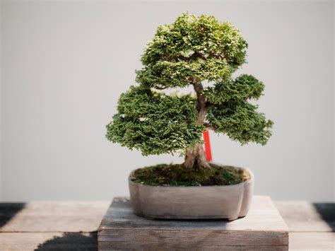 Spring Gardening: Top 10 Most Popular Bonsai Types