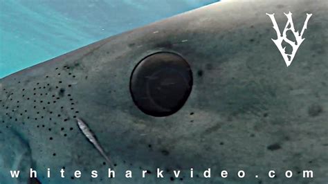 A Closer Look at the White Shark's Eye: Shark Minutes | So the white shark’s eye is blue…yeah ...