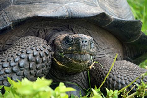 Photos: Ugly anglerfish, intriguing ape: The top 10 new species of 2016 | PIX11