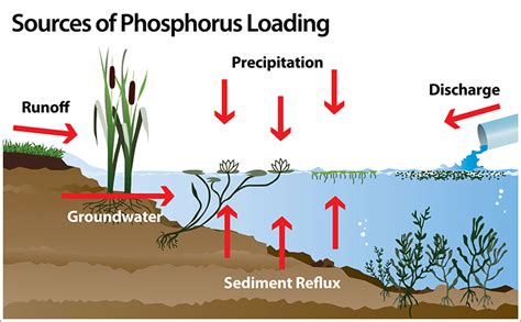 How to Reduce Phosphorus in Water and For a Healthy Lake