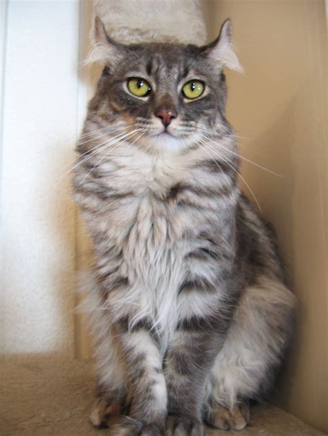 American Curl Cat Info, Personality, Grooming, Kittens, Diet, Pictures