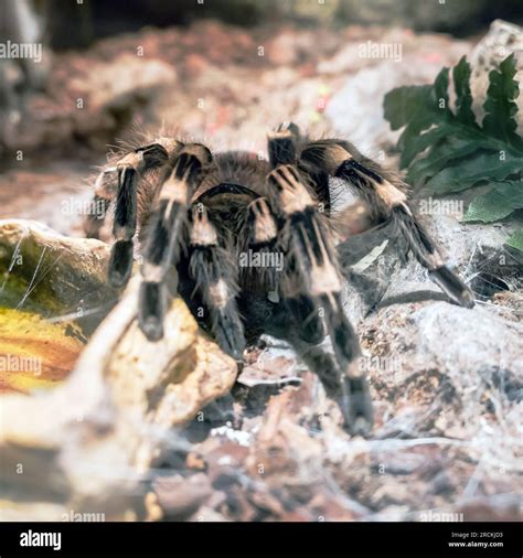 Goliath Birdeater Tarantula Fangs