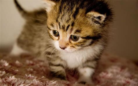 Baby Kitten Wallpapers - Wallpaper Cave