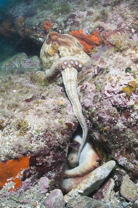 Mating of Common Octopus - Stock Image - C012/6845 - Science Photo Library