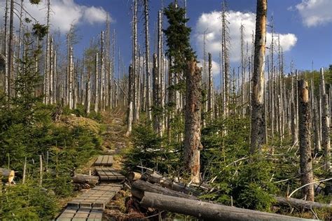 Bavarian Forest National Park in Bavaria | Expedia.co.uk