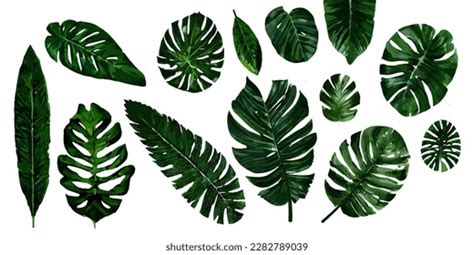 Vector Tropical Green Leaf Colorful Flower Stock Vector (Royalty Free ...