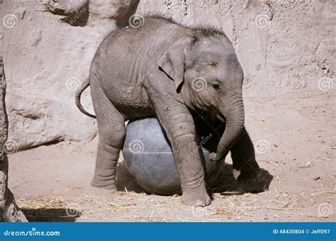 Elephant Calf Playing with Ball - Bio Park Zoo Stock Photo - Image of ...