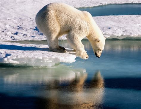 How do polar bears get traction on ice? - Earth.com