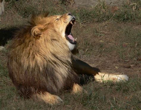 Roaring African Lion stock photo. Image of aggressive - 3300236