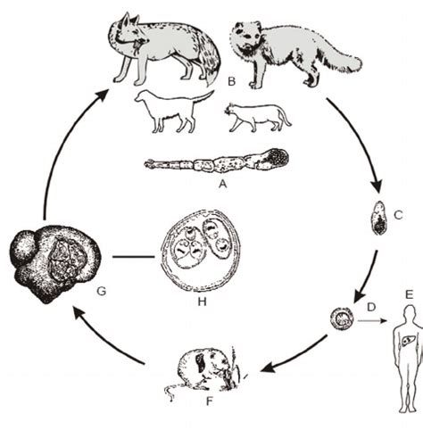 Life Cycle Of A Fennec Fox