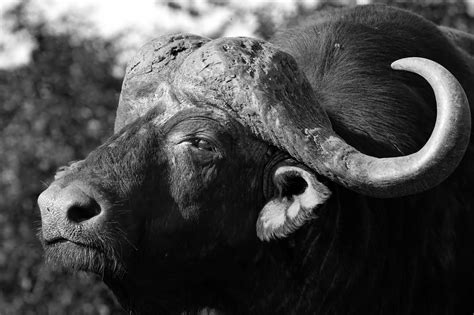 Bull And Bear Photos, Download The BEST Free Bull And Bear Stock Photos & HD Images