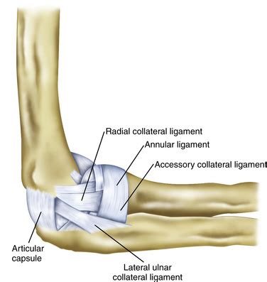 Arthroscopic and Open Radial Ulnohumeral Ligament Reconstruction for ...