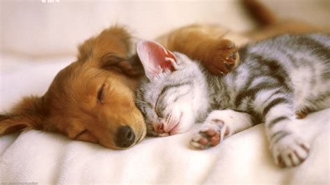 Cute Cats and Dogs Wallpaper (54+ images)