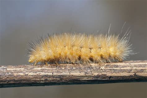 Virginian Tiger Moth Photograph by David Lester | Fine Art America