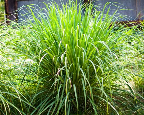 10 Reasons To Grow Lemongrass No Matter Where You Live