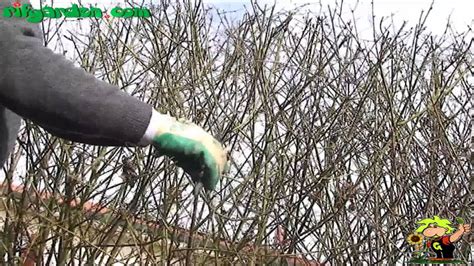 Pruning flowering hedges - YouTube