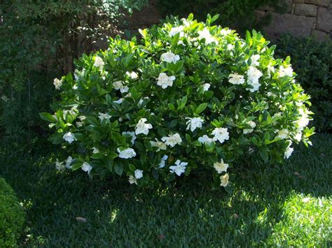Gardenia jasminoïdes | Gardénias, Arbustes à fleurs, Pot plante