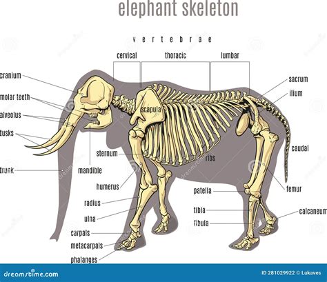 Elephant skeleton stock vector. Illustration of skeletal - 281029922