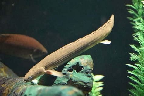 Bichir Care 101: Tank Mates, Diet, Size, Types, Etc.