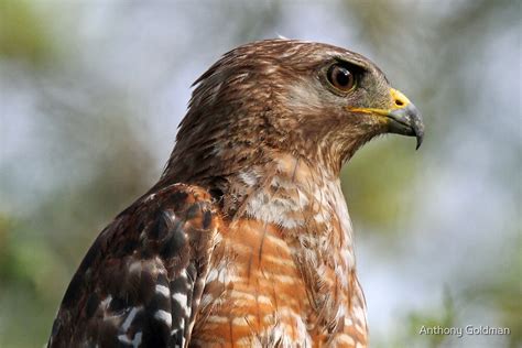 "The anatomy of a hawk!" by jozi1 | Redbubble