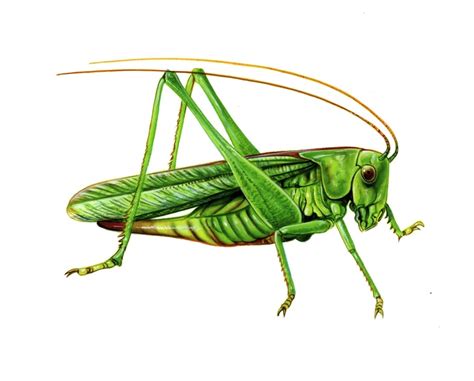 Cricket Insect Drawing at GetDrawings | Free download