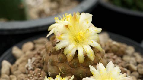 Close Up Copiapoa with Flower, Desert Plant with Flower, Desert Plant ...