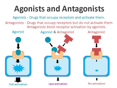 Antagonists Vs Agonists