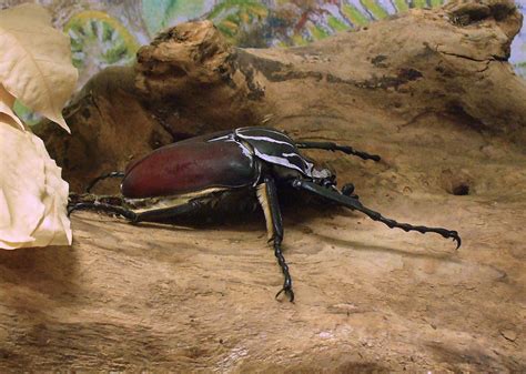 Goliath Beetle - Learn About Nature