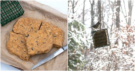 4 Ingredient DIY Suet Cakes Backyard Birds Will Love