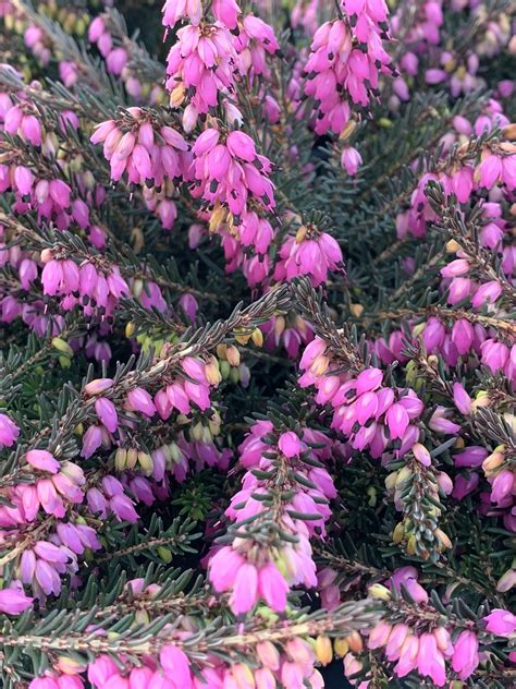 Erica 'Kramer's Rote' Red Heather - Plants4Home