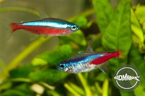 Cardinal tetra | 💖Cardinal Tetra Care: Tank Mates, Size, Lifespan & More