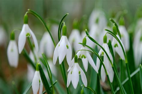 Guide To Growing Snowdrop Flowers | Family Handyman