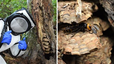 A Nest With Nearly 1,500 Unborn Murder Hornets Was Just Destroyed Near ...