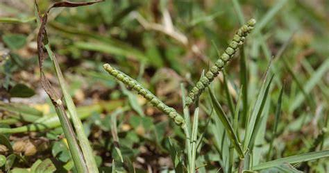 Herbal plants Sri Lanka: Paspalum scrobiculatum/Amu