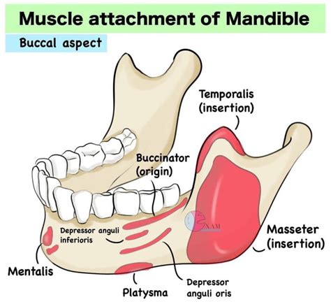 ACE ADLE - Muscle Attachments Of Mandible | Facebook