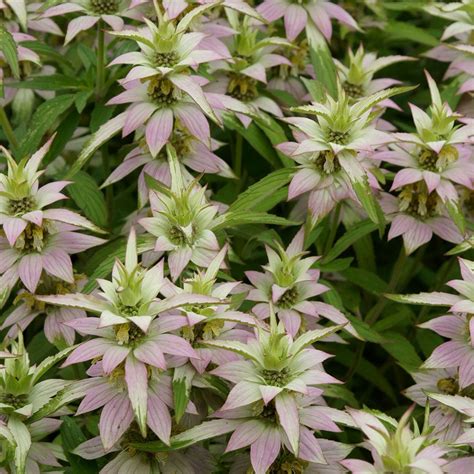 Monarda punctata | Kiefer Nursery: Trees, Shrubs, Perennials