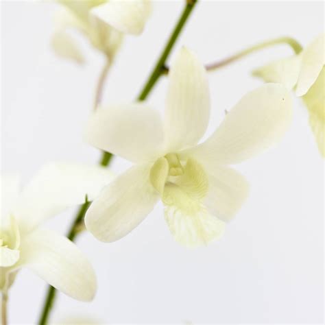 Dendrobium White Orchids Cut Flower Delivery by Flower Addict