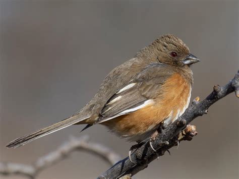 NestWatch | Eastern Towhee - NestWatch