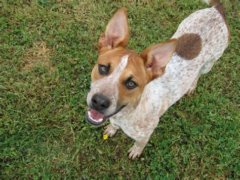 Chihuahua And Australian Cattle Dog Mix - alligator fish aquarium