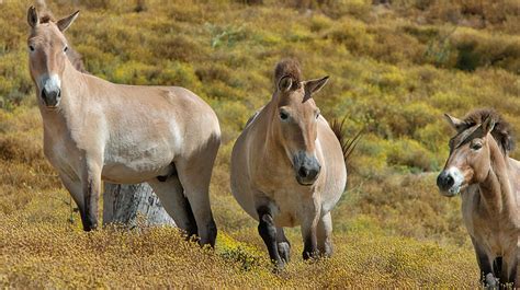 Przewalski's Horse | San Diego Zoo Animals & Plants