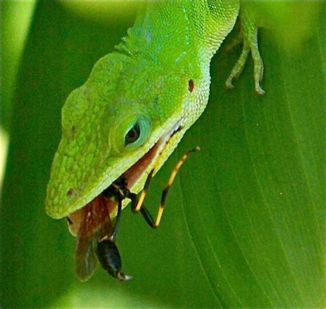 lizard eating bug by mealybug18 on DeviantArt