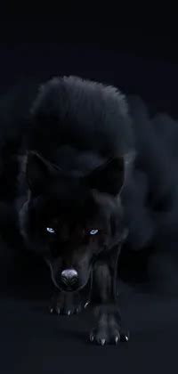 Cool Black Wolf Backgrounds