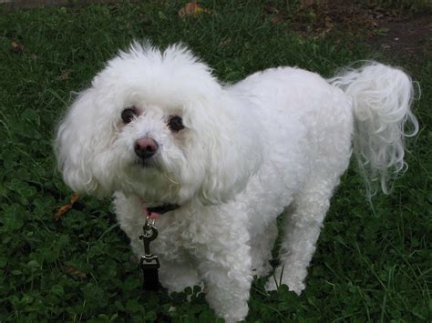 Bichon Frise Dog Breed » Information, Pictures, & More