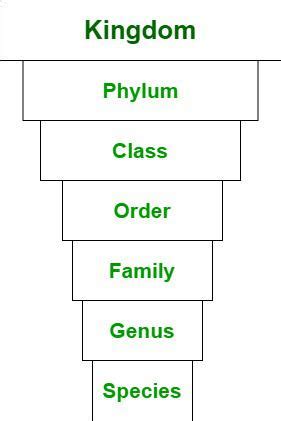 Animal Classification Chart Kingdom Phylum Class Order Family Genus Species