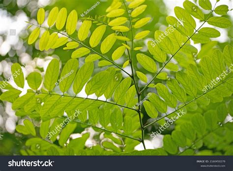 Leaves Robinia Robinia Pseudoacacia Stock Photo 2160450279 | Shutterstock