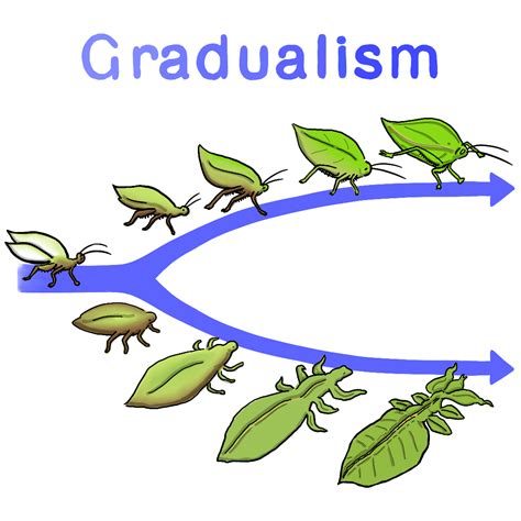 Gradualism — Definition & Examples - Expii